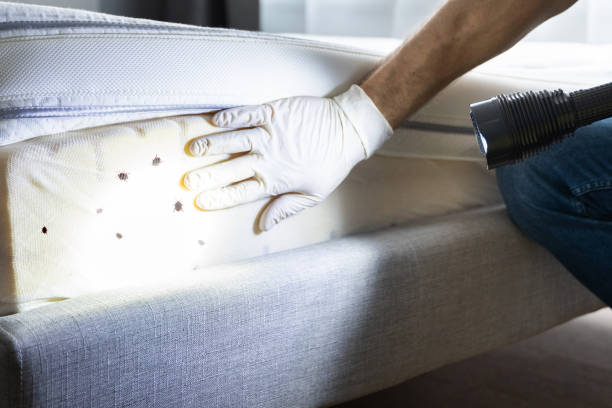 Pest Prevention Services in Parkwood, WA