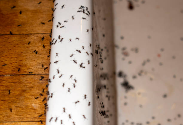 Parkwood, WA Pest Control Company
