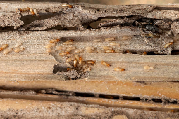 Best Local Pest Control Services  in Parkwood, WA
